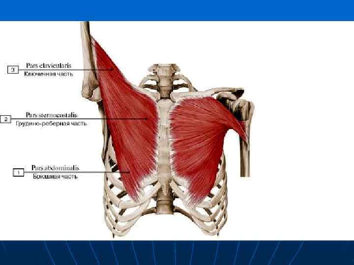 Малая грудная мышца m pectoralis Minor