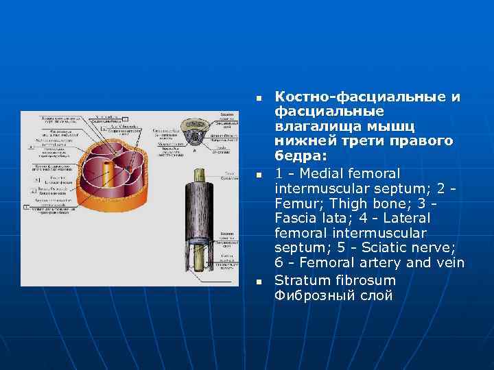 n  Костно-фасциальные и фасциальные влагалища мышц нижней трети правого бедра: n  1