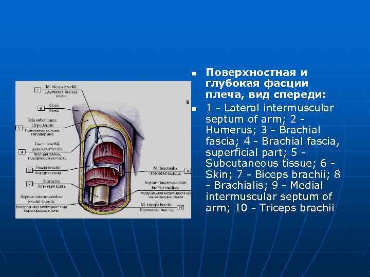 n  Поверхностная и глубокая фасции плеча, вид спереди: n  1 - Lateral