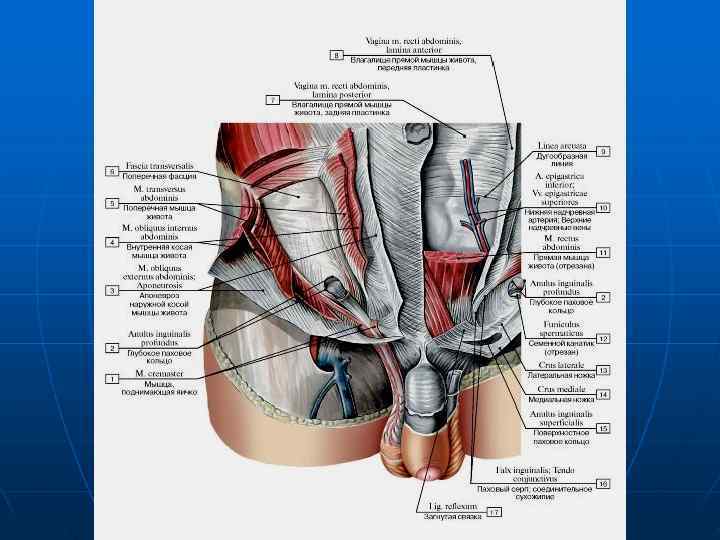 Паховый канал анатомия у мужчин схема