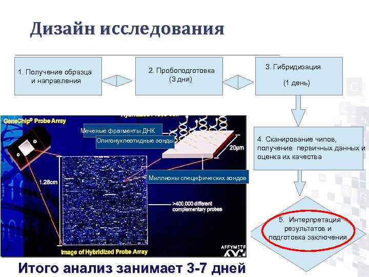 Молекулярно генетическая экспертиза презентация