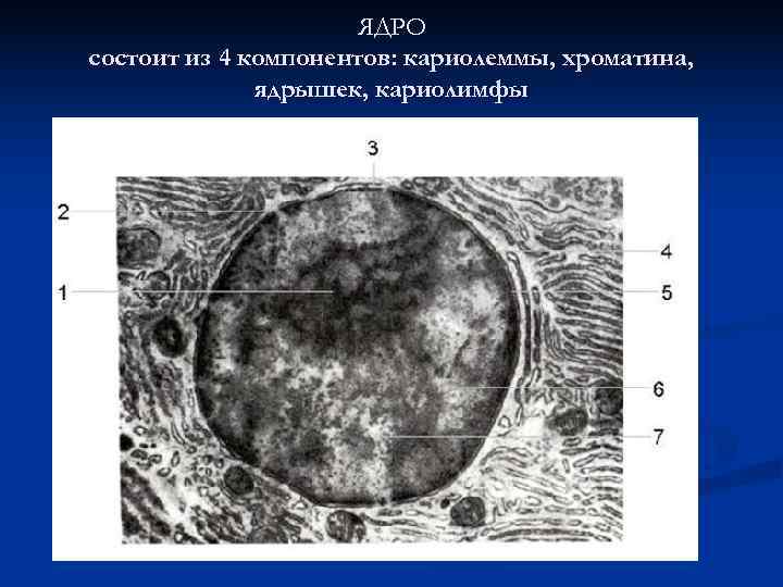  ЯДРО состоит из 4 компонентов: кариолеммы, хроматина, ядрышек, кариолимфы 