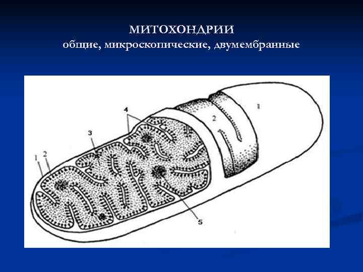  МИТОХОНДРИИ общие, микроскопические, двумембранные 