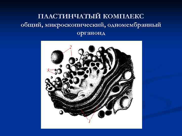  ПЛАСТИНЧАТЫЙ КОМПЛЕКС общий, микроскопический, одномембранный органоид 