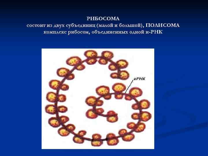 РИБОСОМА состоит из двух субъединиц (малой и большой), ПОЛИСОМА комплекс рибосом, объединенных одной