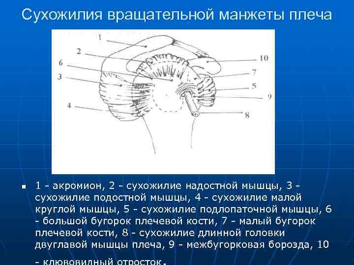 Сухожилия вращательной манжеты плеча n 1 акромион, 2 сухожилие надостной мышцы, 3 сухожилие подостной