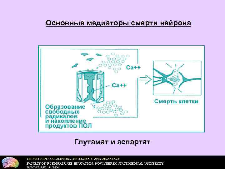 ВАЖНОСТЬ ВРЕМЕНИ! МОЗГ НЕ ТОЖЕ САМОЕ ЧТО СЕРДЦЕ 