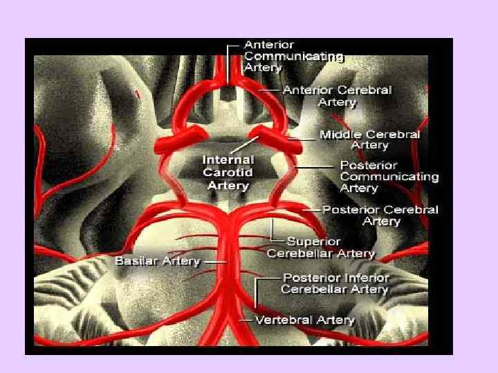 Инсульт – быстроразвивающийся клинический синдром очагового (или генерализованного) нарушения функции мозга, длящийся более 24