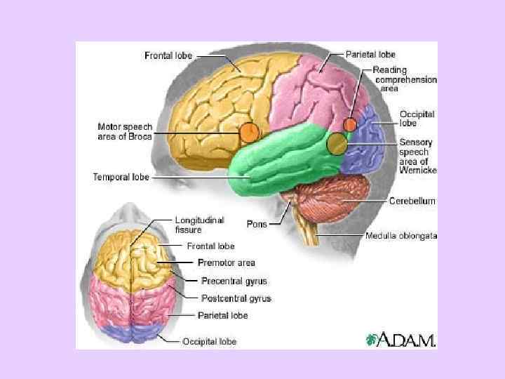  ИНСУЛЬТ: смертность • Каждый год 15 миллионов человек переносит инсульт, из них 5