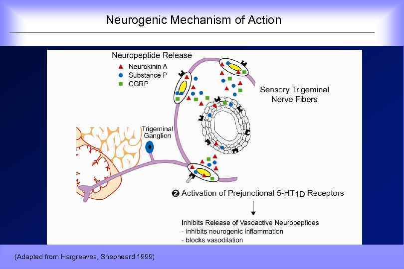  Neurogenic Mechanism of Action (Adapted from Hargreaves, Shepheard 1999) 