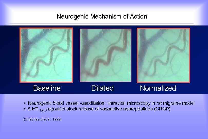  Neurogenic Mechanism of Action • Neurogenic blood vessel vasodilation: Intravital microscopy in rat