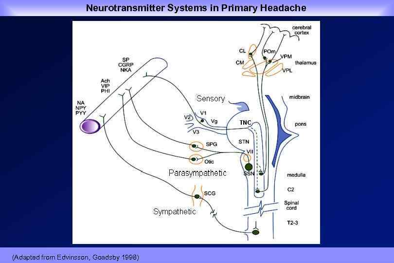  Neurotransmitter Systems in Primary Headache (Adapted from Edvinsson, Goadsby 1998) 