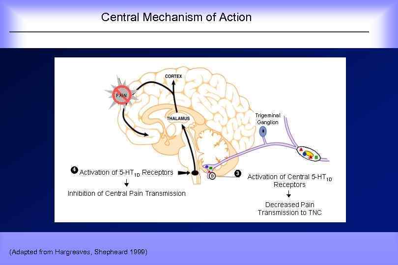  Central Mechanism of Action (Adapted from Hargreaves, Shepheard 1999) 