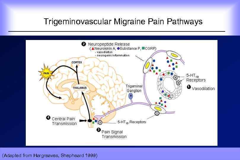  Trigeminovascular Migraine Pain Pathways (Adapted from Hargreaves, Shepheard 1999) 