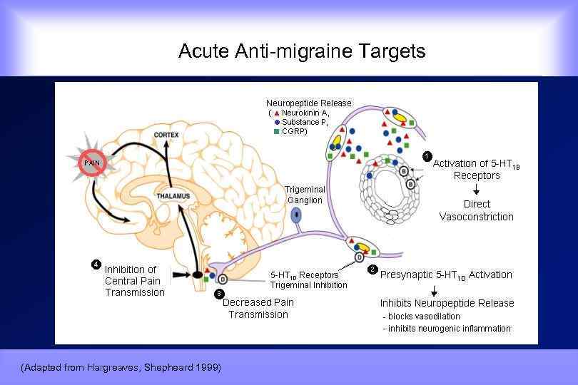  Acute Anti-migraine Targets (Adapted from Hargreaves, Shepheard 1999) 