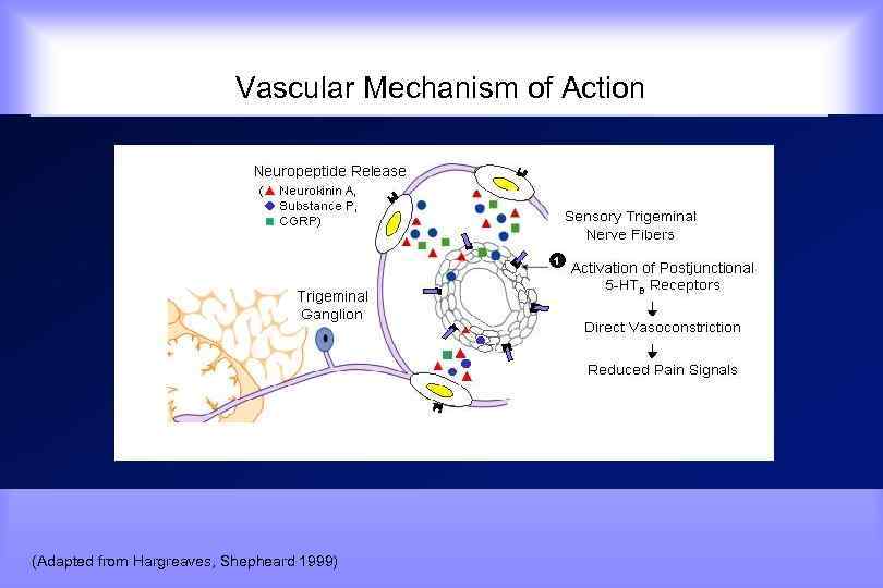  Vascular Mechanism of Action (Adapted from Hargreaves, Shepheard 1999) 