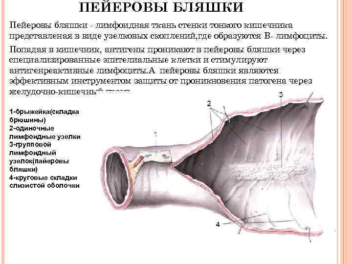 Схема строения пейеровой бляшки