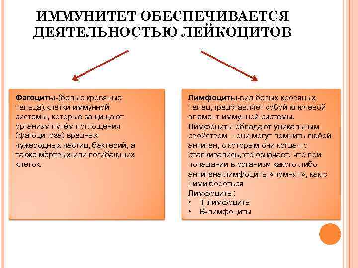  ИММУНИТЕТ ОБЕСПЕЧИВАЕТСЯ ДЕЯТЕЛЬНОСТЬЮ ЛЕЙКОЦИТОВ Фагоциты-(белые кровяные Лимфоциты-вид белых кровяных тельца), клетки иммунной телец,