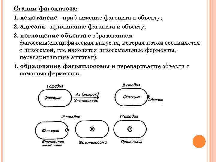 Стадии фагоцитоза: 1. хемотаксис - приближение фагоцита к объекту; 2. адгезия - прилипание фагоцита