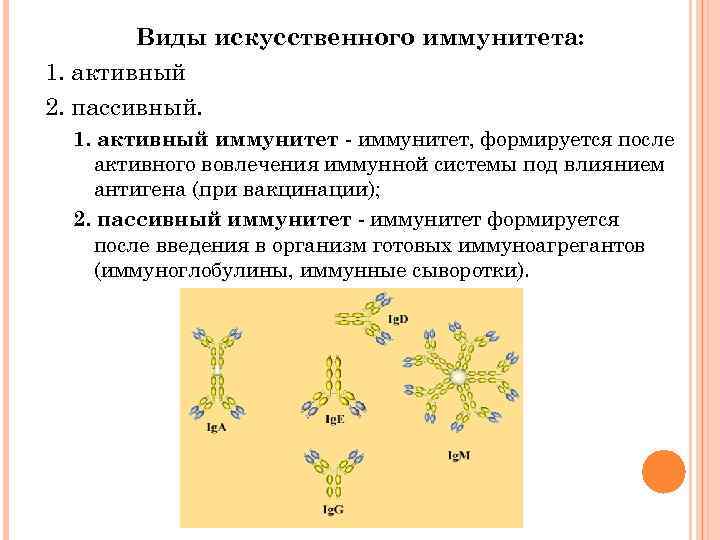  Виды искусственного иммунитета: 1. активный 2. пассивный. 1. активный иммунитет - иммунитет, формируется