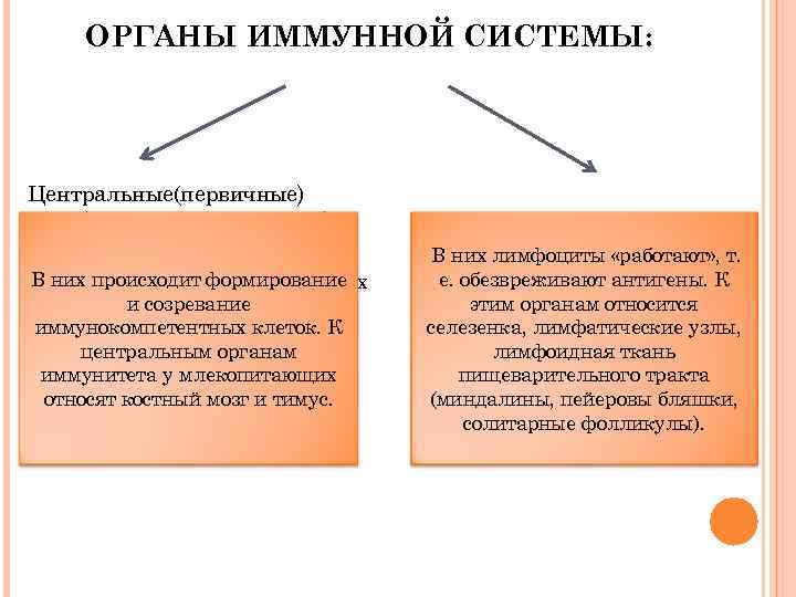  ОРГАНЫ ИММУННОЙ СИСТЕМЫ: Центральные(первичные) Периферические(вторичные) В них происходит формирование В них лимфоциты «работают»