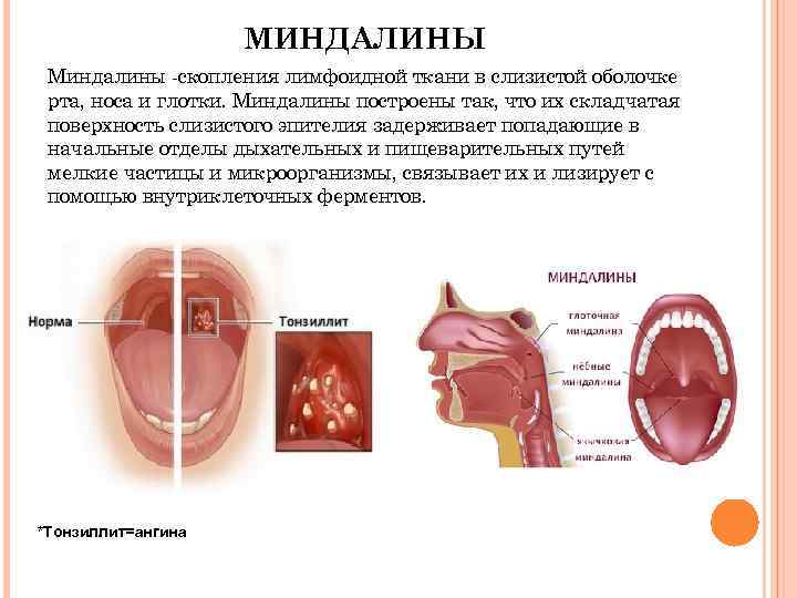  МИНДАЛИНЫ Миндалины -скопления лимфоидной ткани в слизистой оболочке рта, носа и глотки. Миндалины