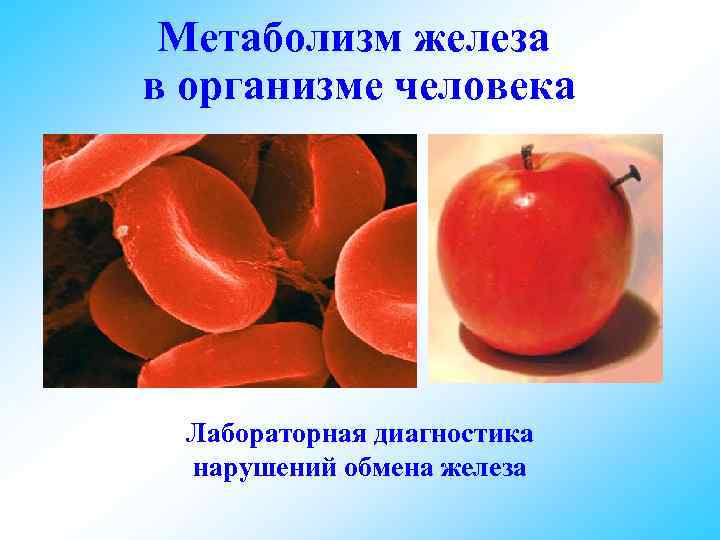  Метаболизм железа в организме человека Лабораторная диагностика нарушений обмена железа 