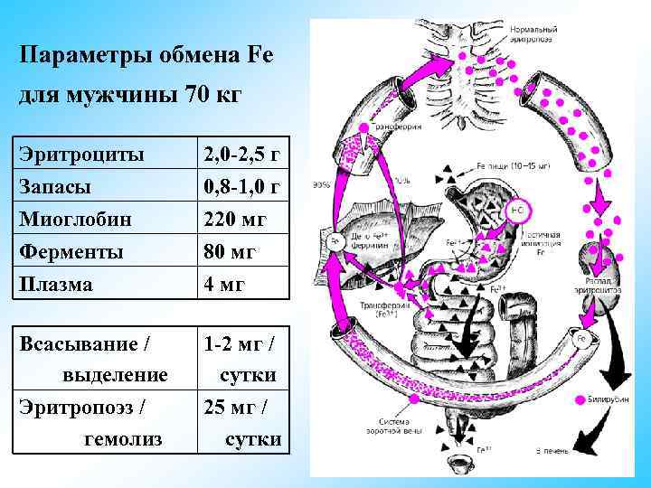 Параметры обмена Fe для мужчины 70 кг Эритроциты 2, 0 -2, 5 г Запасы