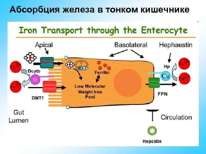 Метаболизм железа