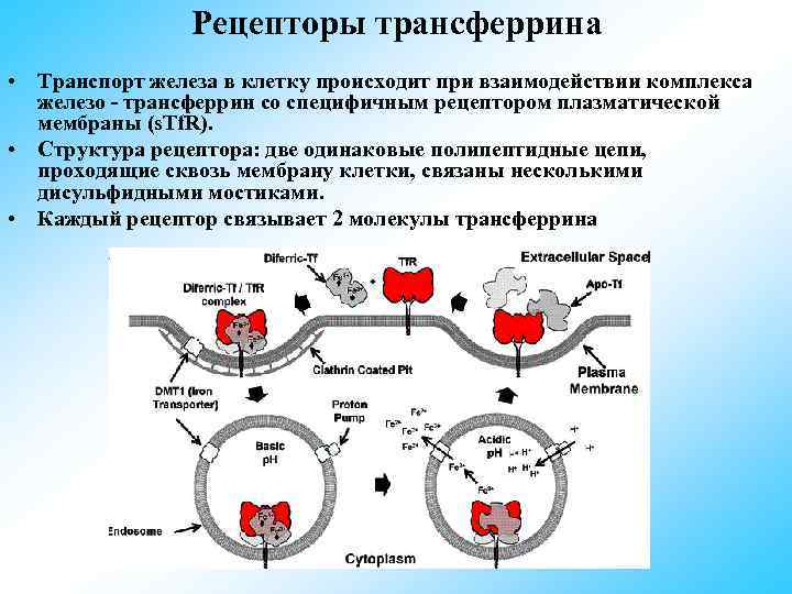 Схема усвоения и транспорта железа в организме биохимия