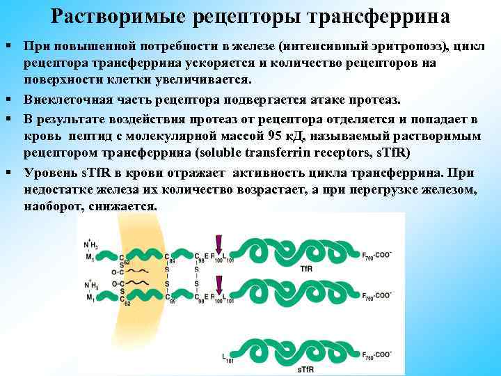  Растворимые рецепторы трансферрина § При повышенной потребности в железе (интенсивный эритропоэз), цикл рецептора