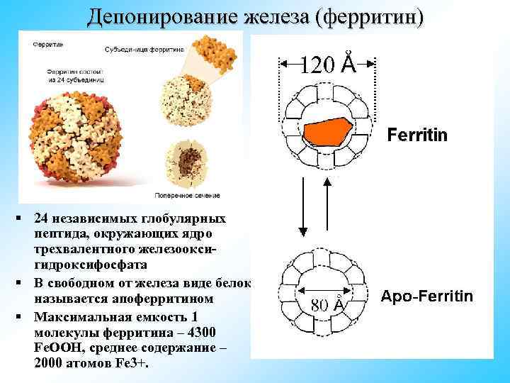 Ферритин это. Депонирование железа. Ферритин структура. Ферритин депонирование железа. Ферритин схема.