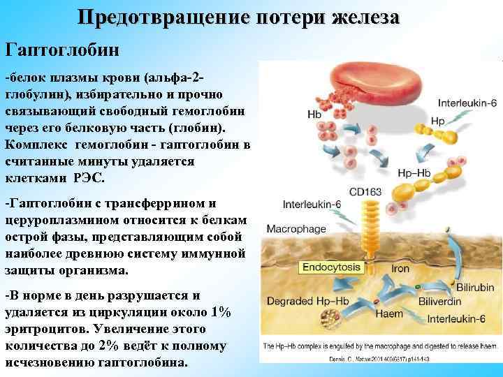 Белки плазмы в процентах