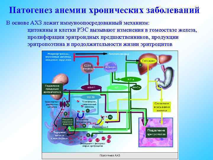 Карта метаболизма человека