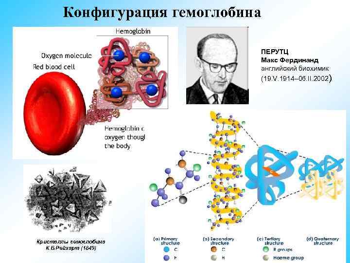  Конфигурация гемоглобина ПЕРУТЦ Макс Фердинанд английский биохимик (19. V. 1914– 06. II. 2002)