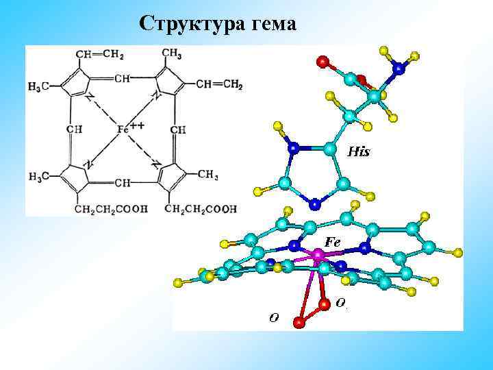 Структура гема 