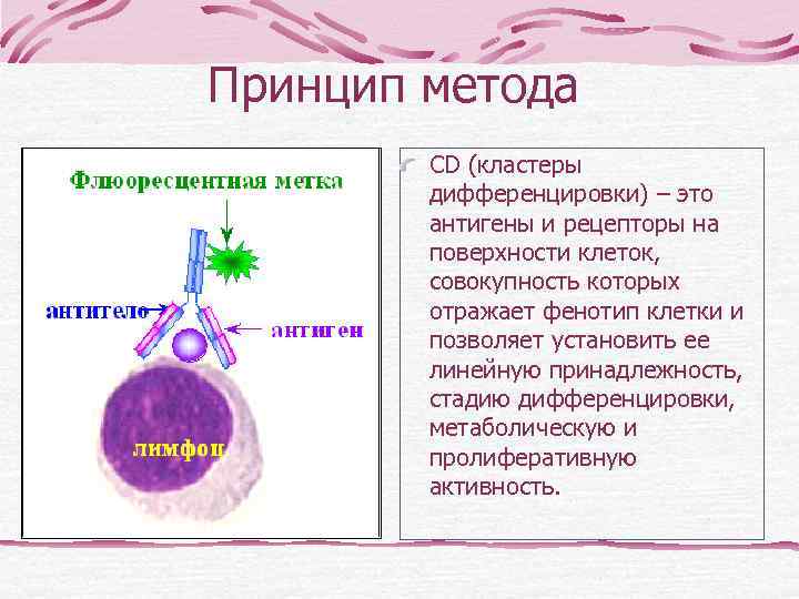  Флюоресцентные каналы используются для изучения клеточных маркеров (CD) с помощью моноклональных антител, меченных