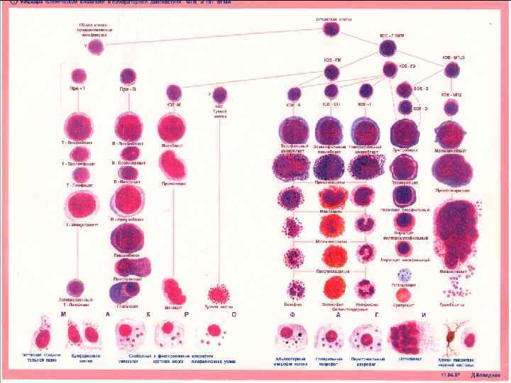    ЛЕЙКОЗЫ  ОСТРЫЕ   ХРОНИЧЕСКИЕ ЛИМФО-  МИЕЛО- ЛИМФО- 