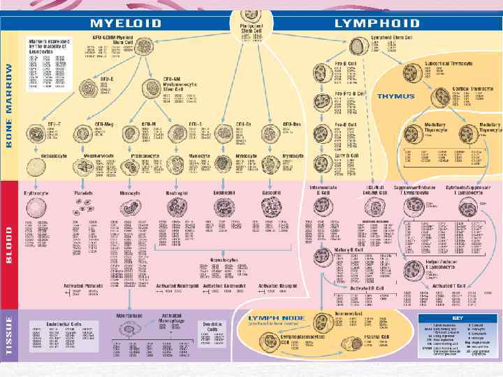  Проточная цитофлуориметрия   ?    Хронический   Наблюдай и