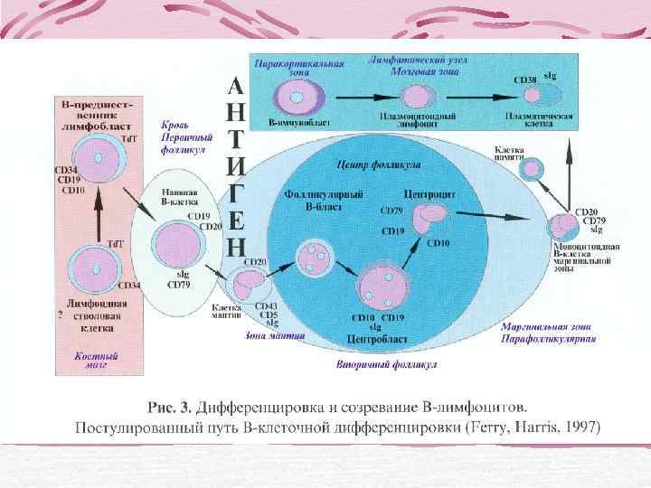  Определение клональности В-ЛПЗ     Поликлональна     