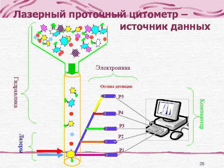   Лимфопролиферативные    заболевания  В-клеточные опухоли  Т- и