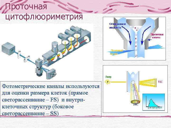 В-клеточные опухоли лимфоидной ткани Из предшественников В-клеток В-лимфобластная лимфома/лейкоз из клеток-предшественников В-клеточные опухоли из