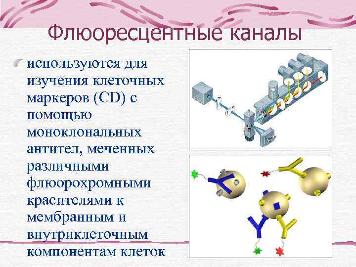   Хронический лимфолейкоз/лимфома из   малых лимфоцитов  Абсолютный лимфоцитоз в периферической