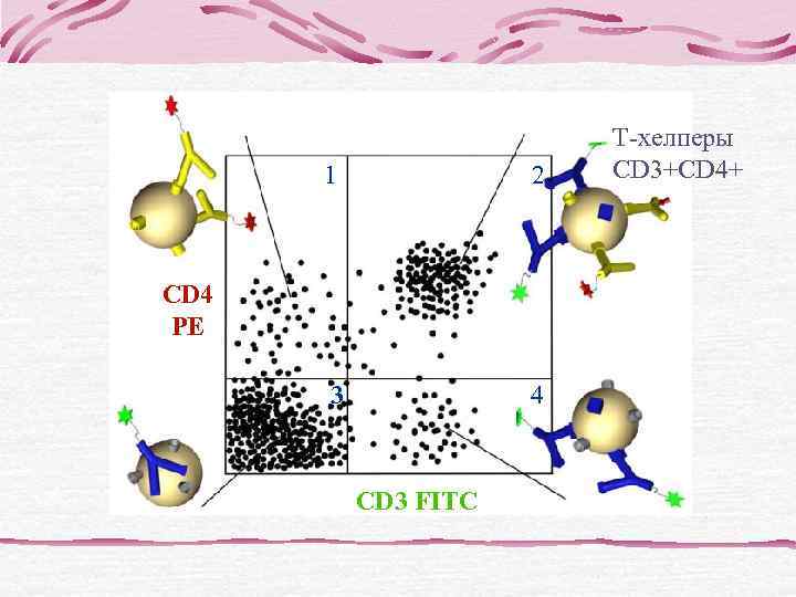   ХЛЛ CD 19 +CD 5+CD 23+CD 20+ 