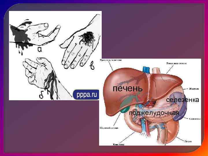  • Кровохарканье – кровотечение из дыхательных путей • Метрарагия – кровотечение из матки