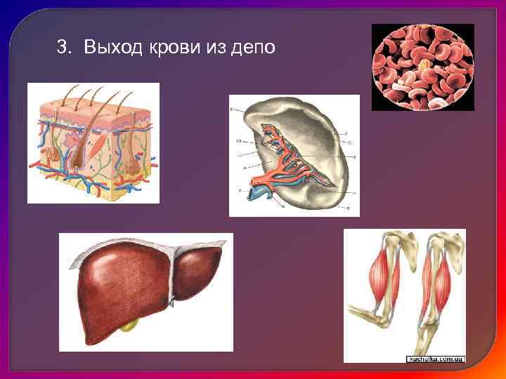  Клинические варианты СН Левожелудочковая   Правожелудочковая  Острая   Хроническая 