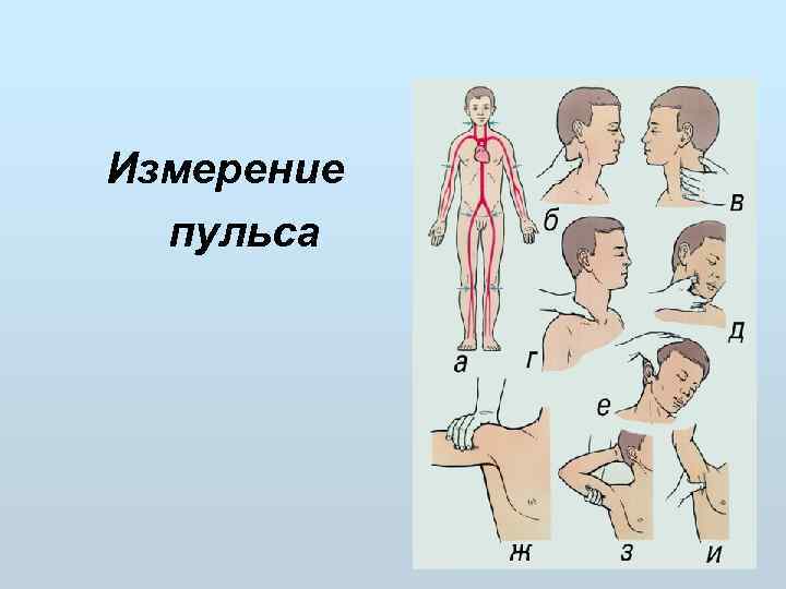  Измерение  пульса 