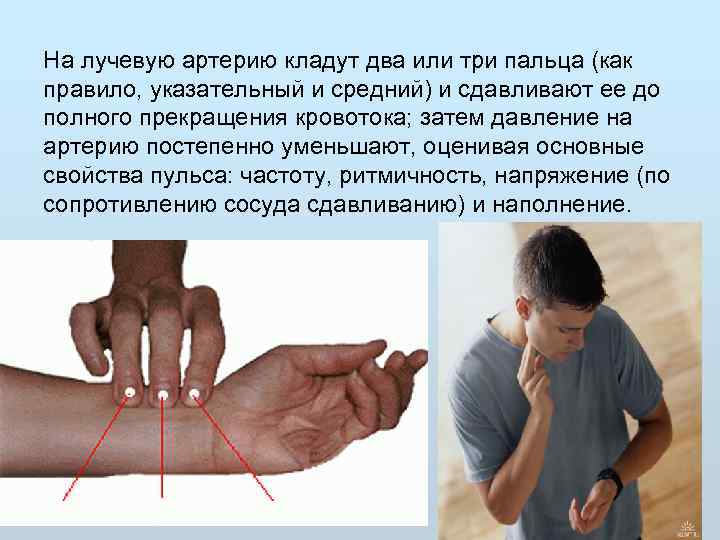 На лучевую артерию кладут два или три пальца (как правило, указательный и средний) и