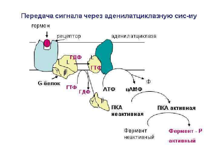 Передача гормонального сигнала в клетку через   аденилатциклазную систему 