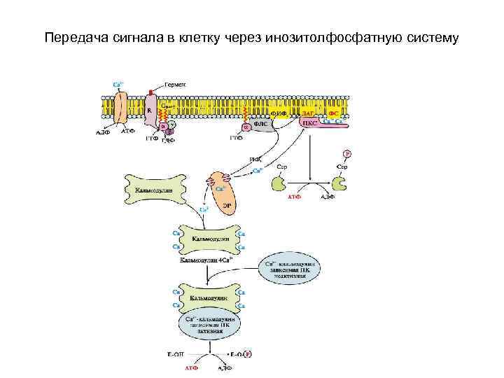   Мембранно-внутриклеточный механизм. Вариант 3. (с участием рецепторов с тирозинкиназной активностью)  